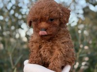 Erkek Kore Toy Poodle