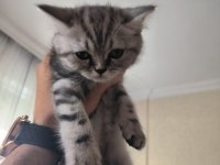 İran persian