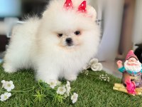 MİNİ BOY DİŞİ KORE KAN POMERANİAN
