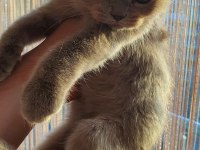 Ücretli sahiplendirme british longhair