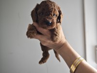 Lekesiz poodle yavrularımız
