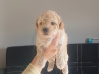 Maltipoo bebeklerimiz