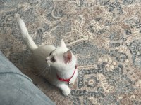 british shorthair silver point 70 günlük