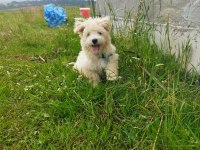 Sahibinden uyguna acil maltipoo