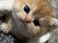 Safkan golden şecereli british shorthair kediler