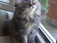 CHİNCHİLLA KEDİSİ ARAYANLARA