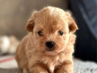 SON KALAN TOY POODLE KALİTESİNDE MALTİPOO YAVRUM