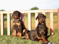 Doberman yavrular
