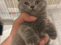2 aylık orjinal british shorthair yavrularımız