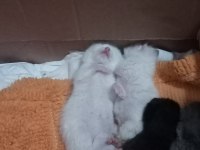 Yavru scottish fold