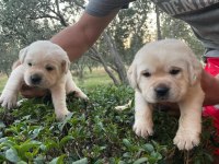 Safkan Irk Garantili Labrador Retriever Yavruları