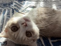 Tatlı scottish fold yuvasını arıyor
