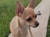 Chihuahua iki kardeş