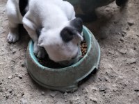 İlgilenen arkadaşlara french bulldog