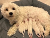 Kore maltese terrier bebeklerimiz