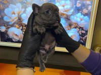 EGZOTİK FRENCH BULLDOG YAVRULARIM HARİKA RENKLER VE ANATOM