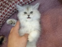 Yavru british longhair