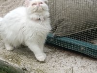 OYUN DELİSİ ERKEK İRAN KEDİSİ