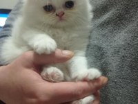 Iran kedi yavrusu