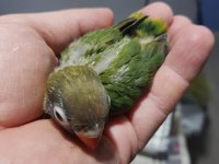 Green yeşil cennet papağanı yeni yeme düşmüş bebek