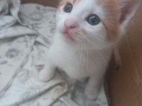 Turuncu Beyaz 2 Aylık Yavru Kedimiz