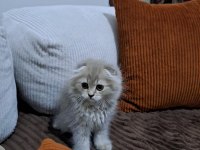 Scottish fold son yavrularımız