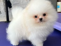 Mükemmel Ayı Surat Pomeranian Boo