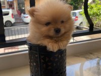 Pomeranian Boo