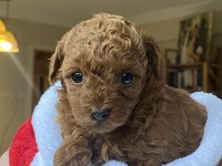 Toy poodle bebekler