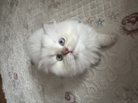 2 aylık british longhair yavrum