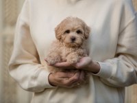 A KALİTE MALTİPOO YAVRULAR (BOŞ GEÇME)