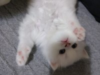British longhair bebişler