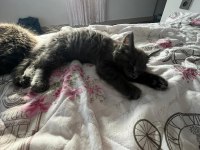 10 haftalık 2 adet dişi maine coon yavru