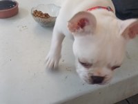 3 AYLIK FRENCH BULLDOG KÖPEĞİMİZ