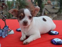 Chihuahua Erkek yavru Teacup Marjinal Renk