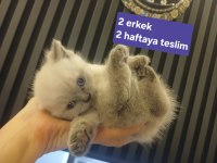 1.5 aydan 5 aylığa kadar sevimli kedilerimize yuva
