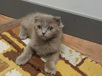Yakışıklı scottish fold