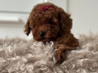 Toy poodle kg garantili yavrular sıfır numara