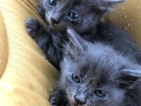 1 Russian blue kedim kaldı onuda sahiplendirmek istiyorum