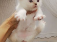 3 dişi bebek 1 i Fold 2 si dik kulak 32 günlük scottish fold