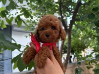 TOY POODLE ANNE ALTINDAN