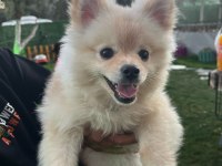 Pomeranian boo 9 aylık erkek