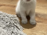 British shorthair blue point