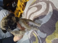 45 günlük pekinez köpekler
