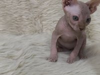 NakedBeauty Sphynx Cattery