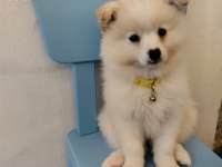 Pomeranian spitz