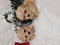 Maltipoo tecup