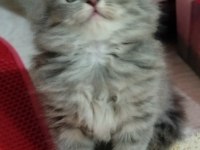 British longhair külkedisi prensesim