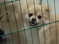 Aşılı eğitimli pomeranian kızımız yeni ailesini arıyor