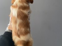 2 aylık cavalier king charles erkek yavru